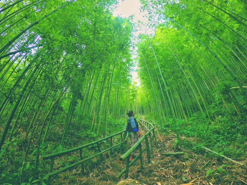 Fall in love with the beautiful bamboo forest like a swordplay movie in Mu Cang Chai